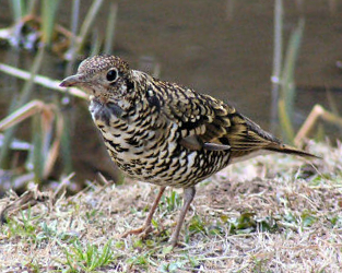 Pretty White’s thrush