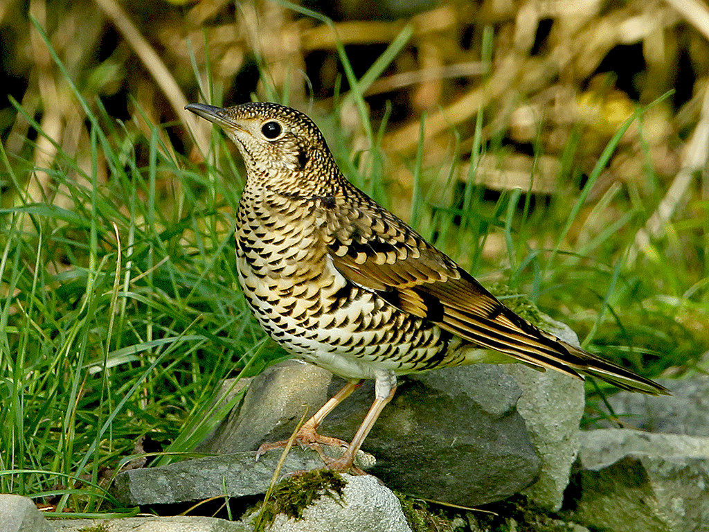Pretty White’s thrush