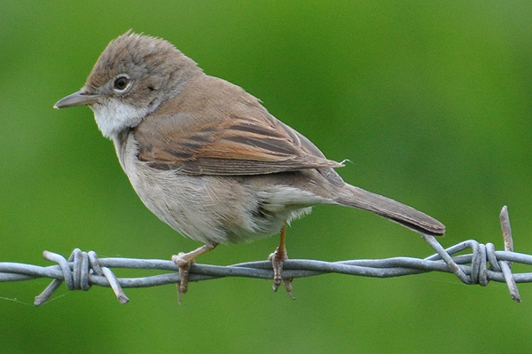 Pretty Whitethroat
