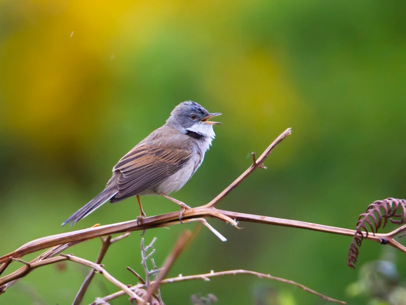 Pretty Whitethroat