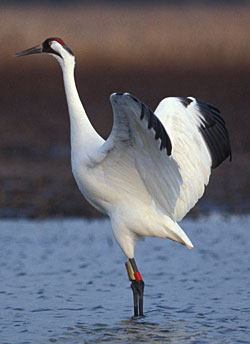 Whooping crane