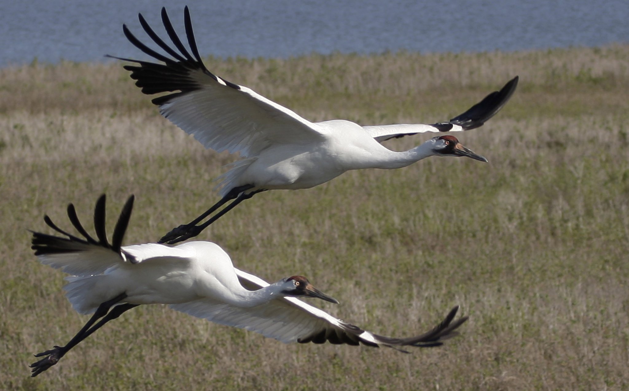 Pretty Whooping crane
