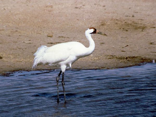 Pretty Whooping crane