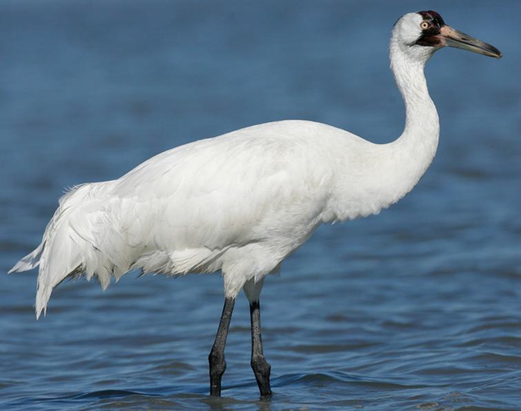 Pretty Whooping crane