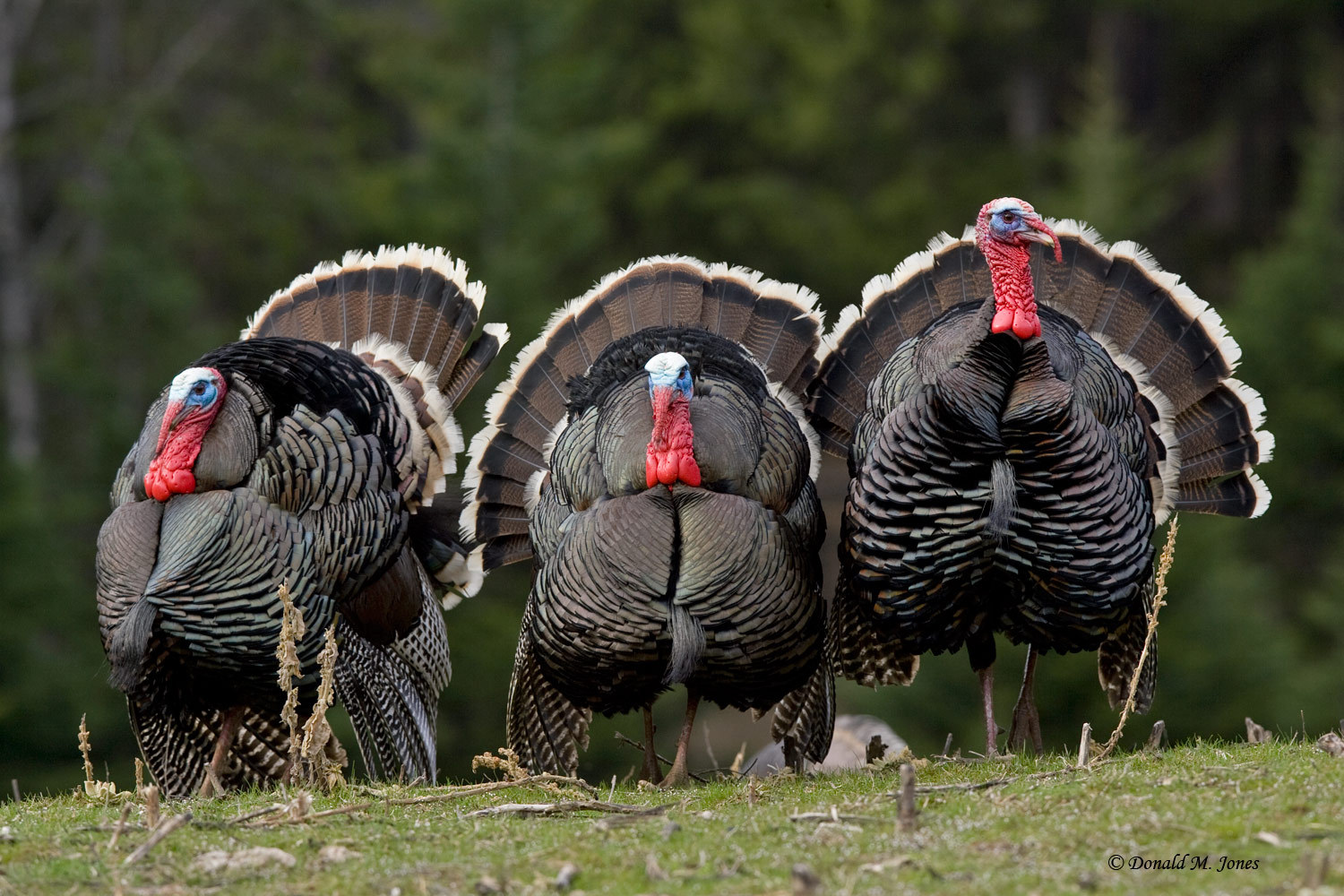 Wild turkey