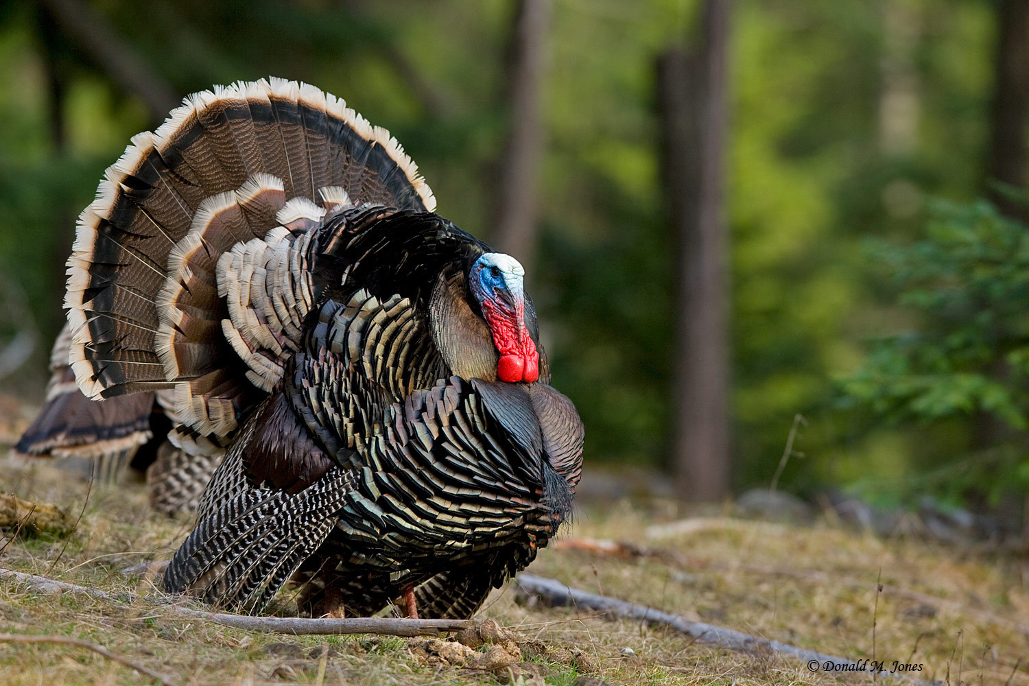 Pretty Wild turkey