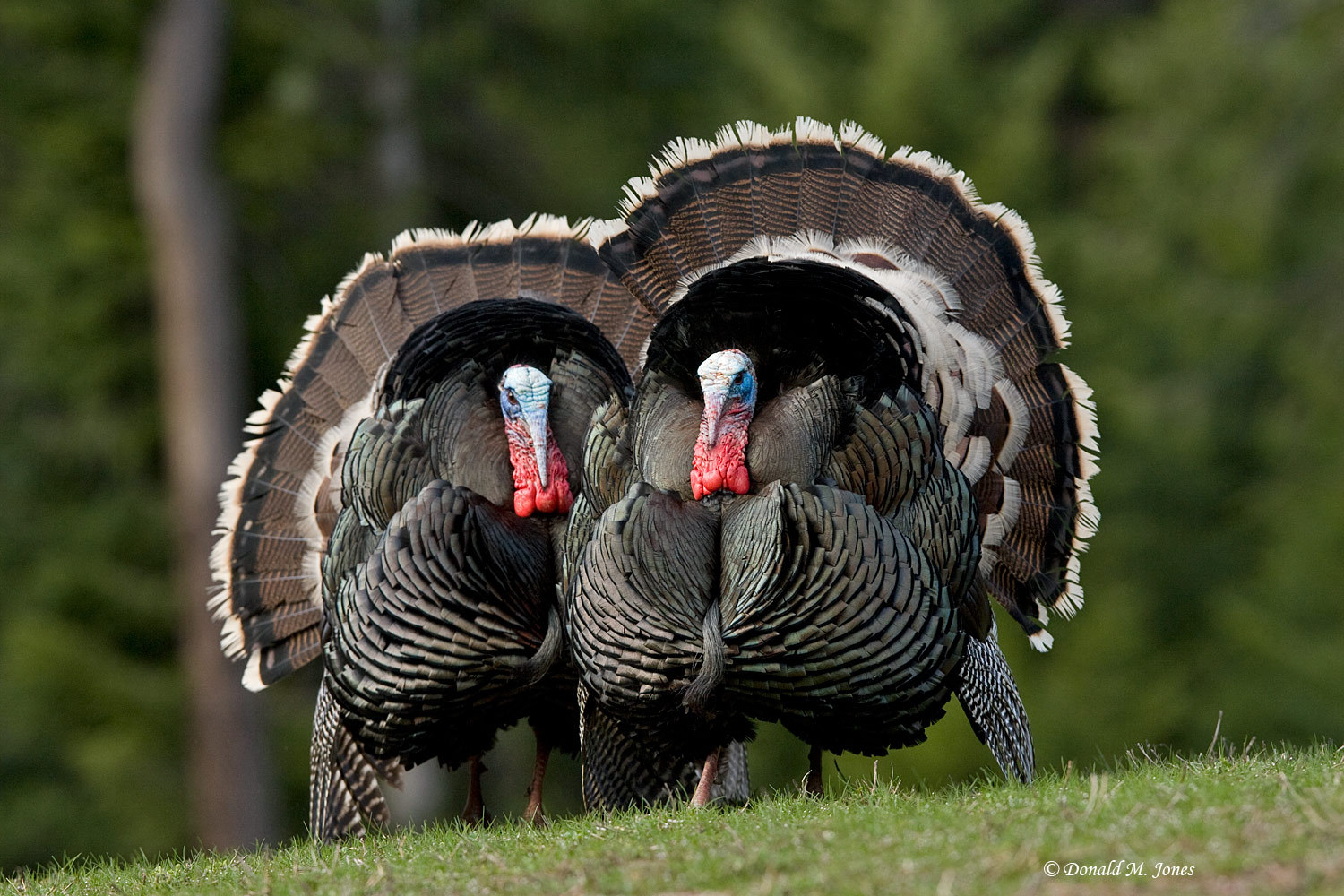 Pretty Wild turkey