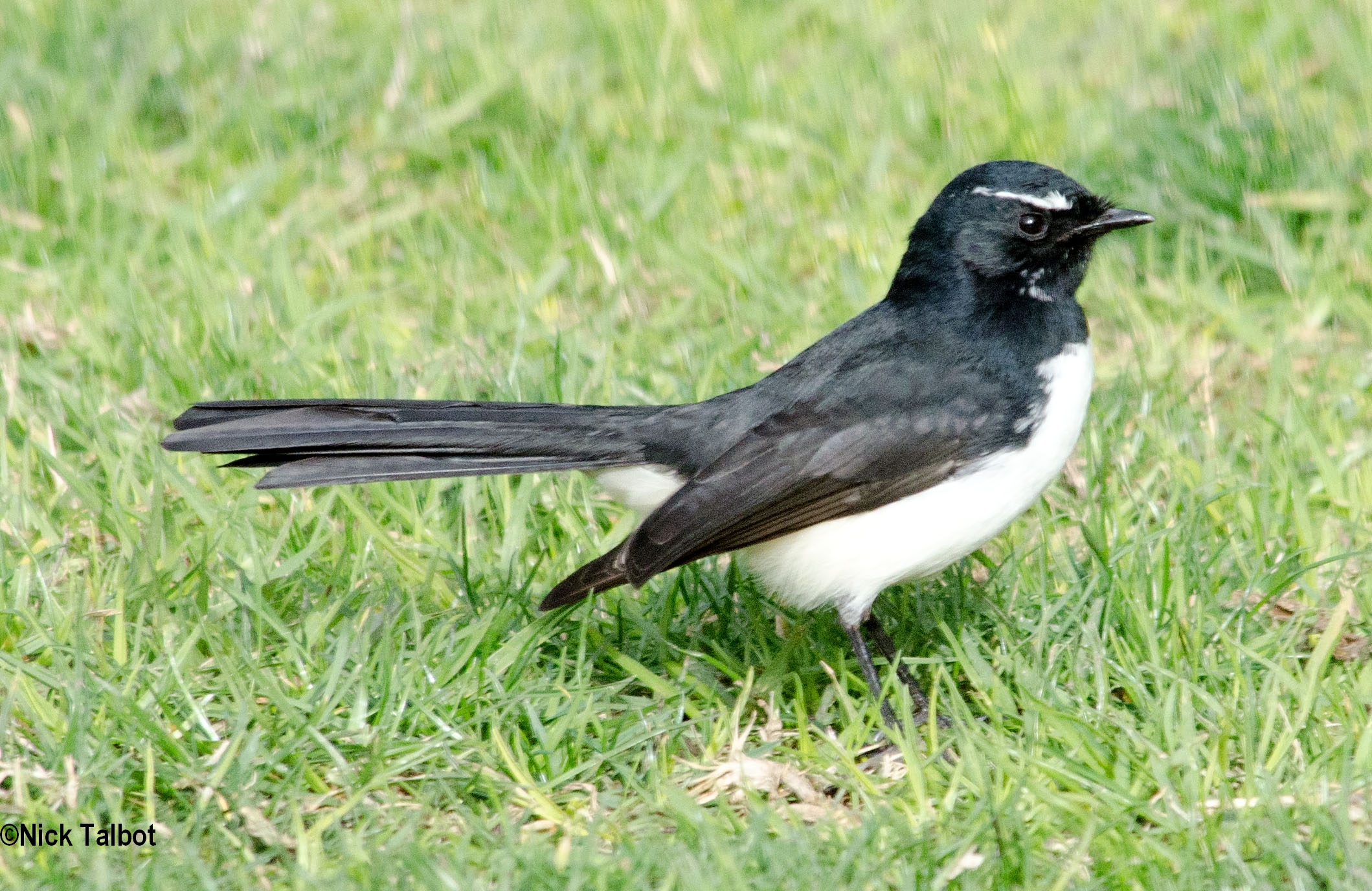 Willie wagtail