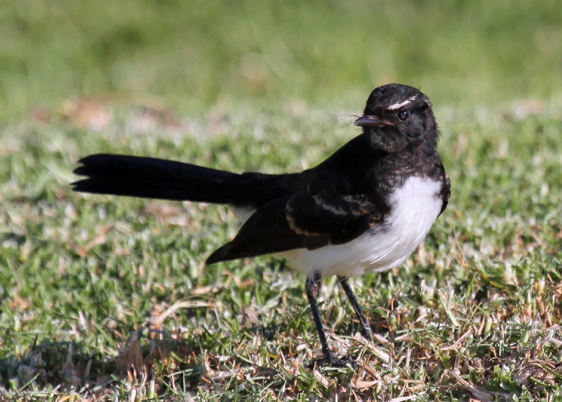 Pretty Willie wagtail
