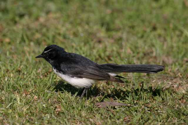 Pretty Willie wagtail