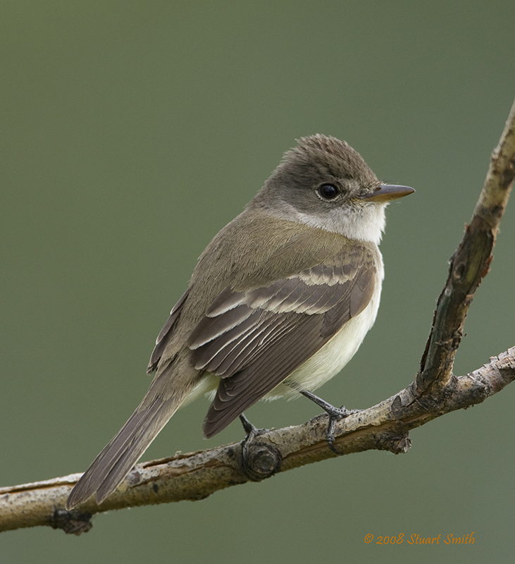 Willow flycatcher
