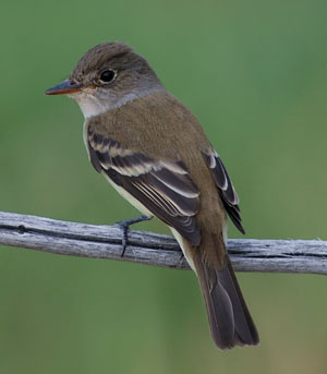 Pretty Willow flycatcher