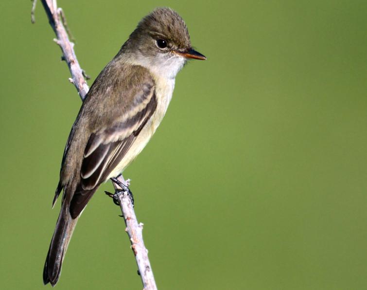 Pretty Willow flycatcher