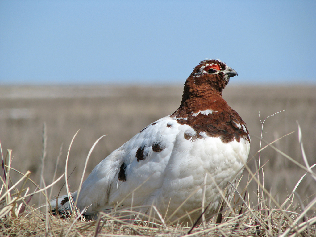 Pretty Willow ptarmigan