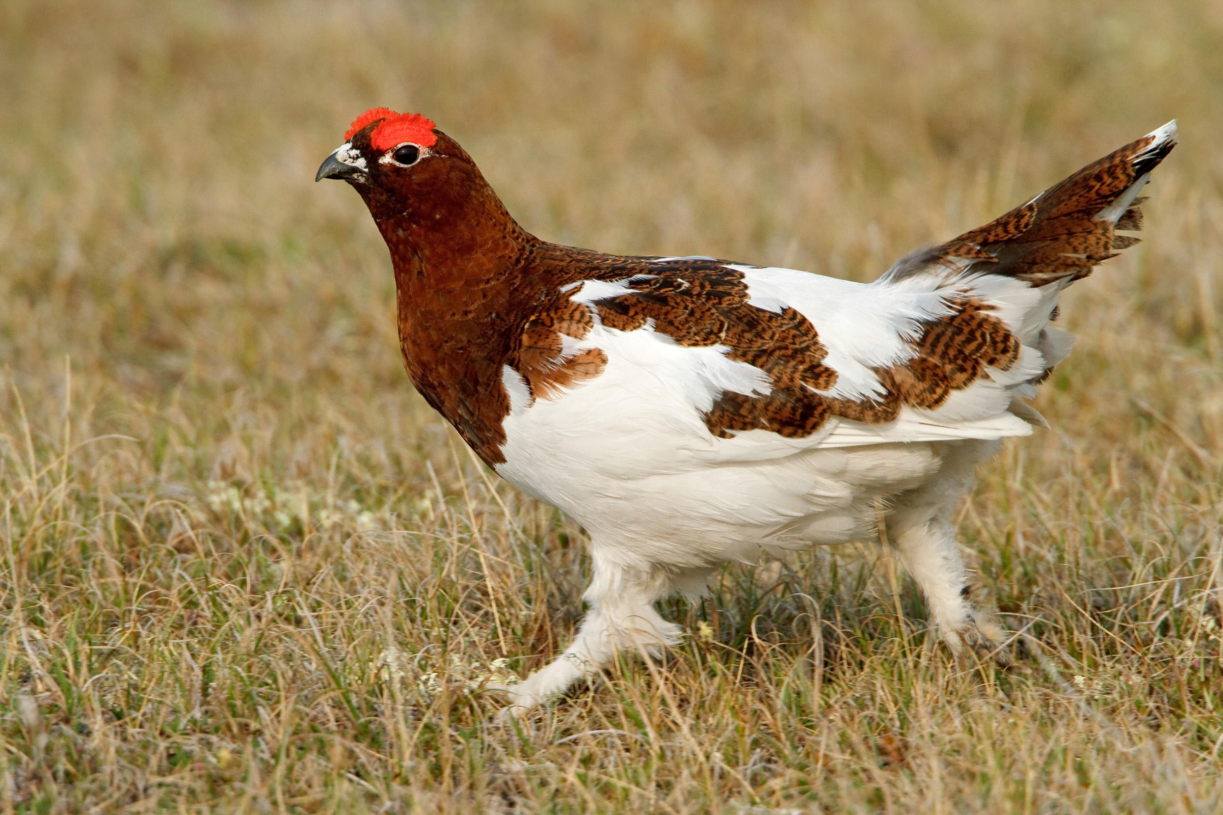 Pretty Willow ptarmigan