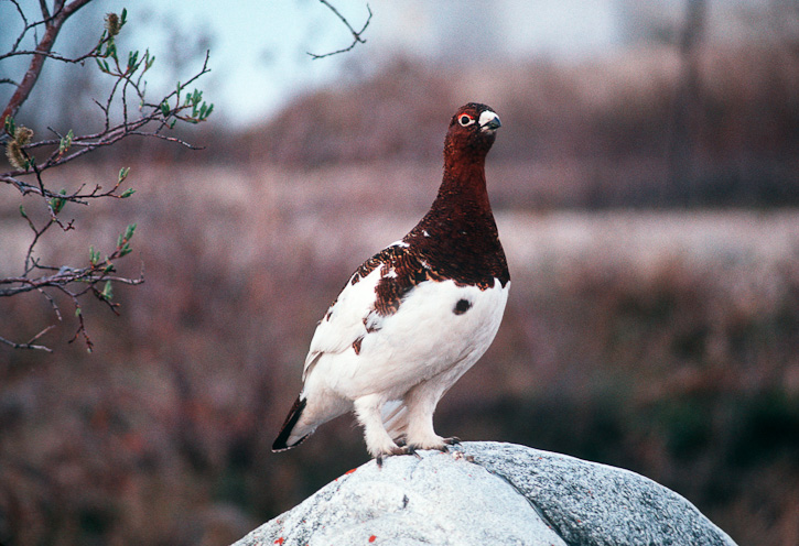Pretty Willow ptarmigan