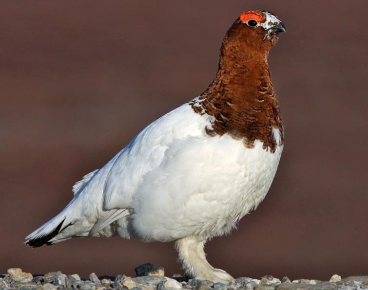 Pretty Willow ptarmigan