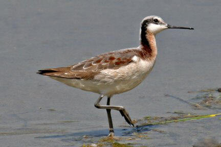 Wilson’s phalarope