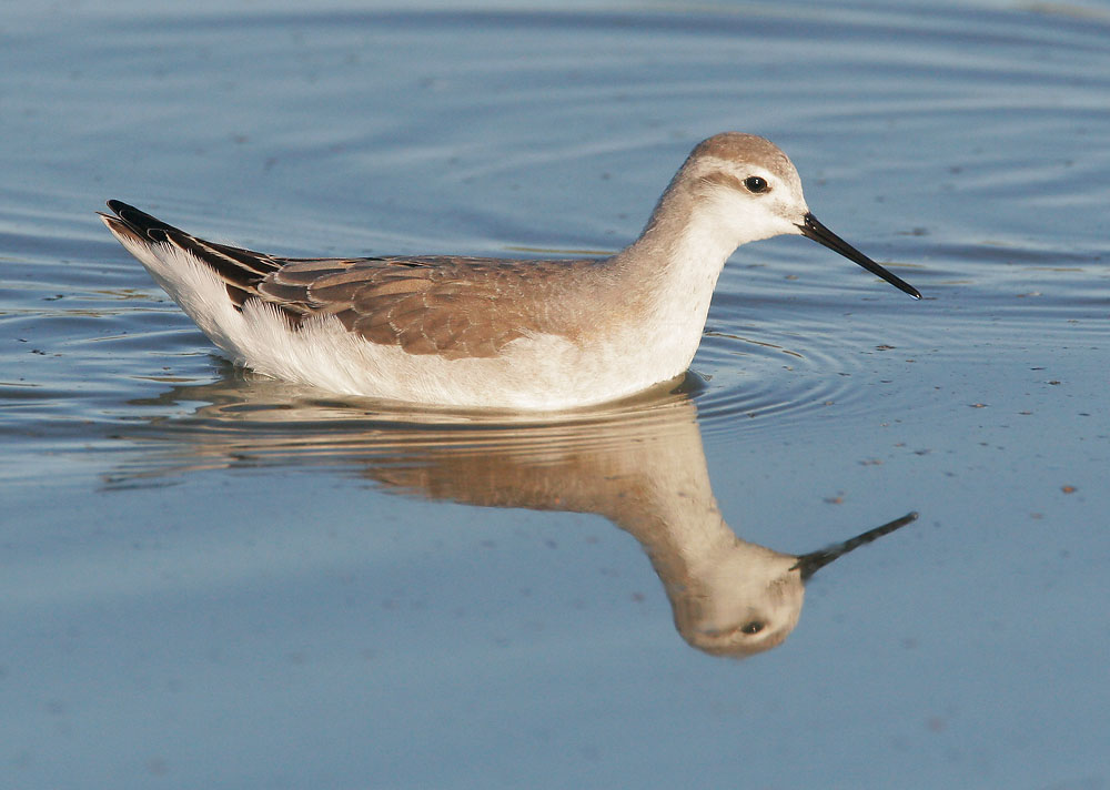 Pretty Wilson’s phalarope