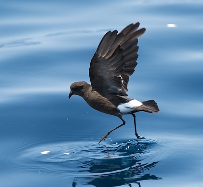 Wilson’s storm-petrel