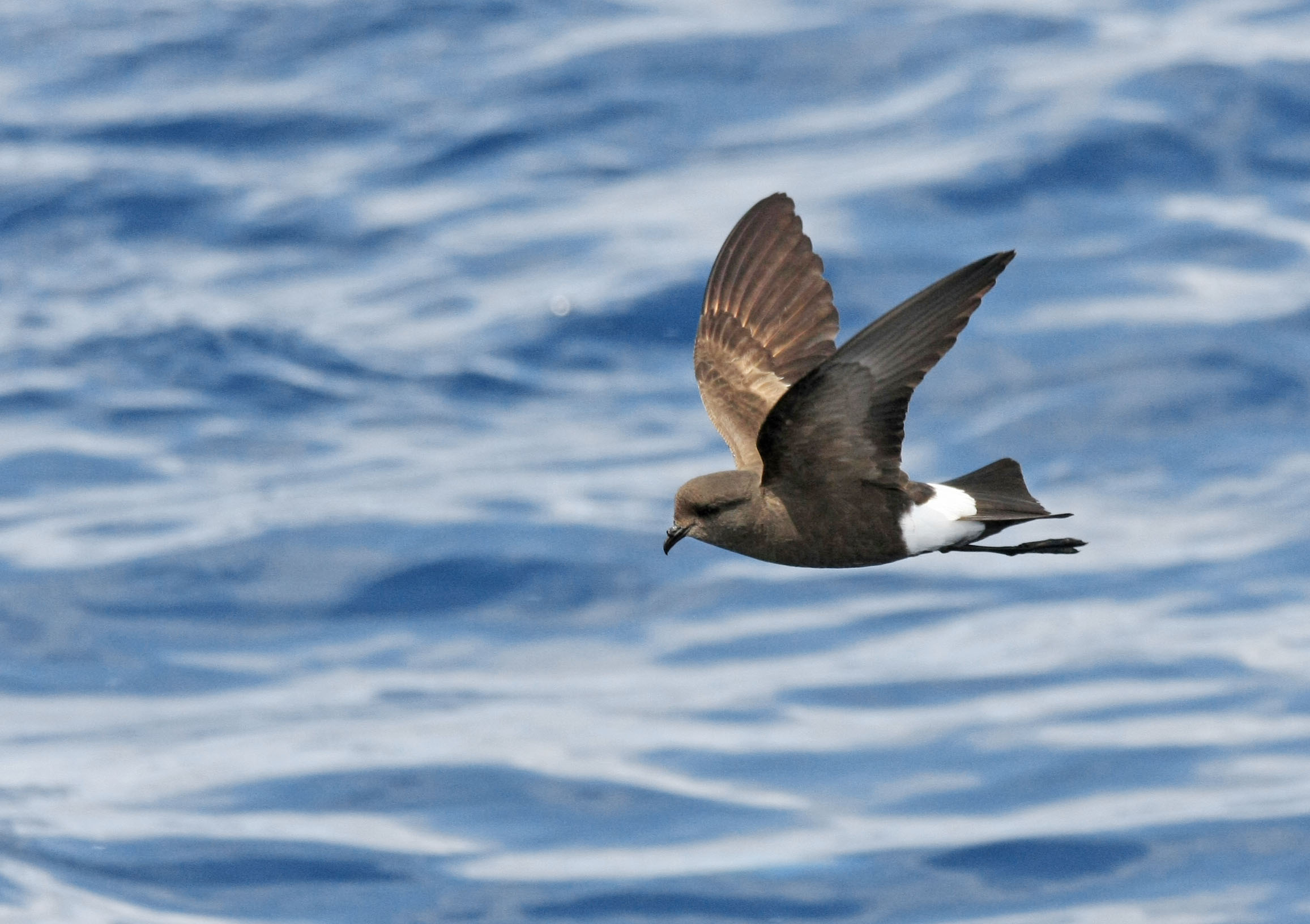 Pretty Wilson’s storm-petrel