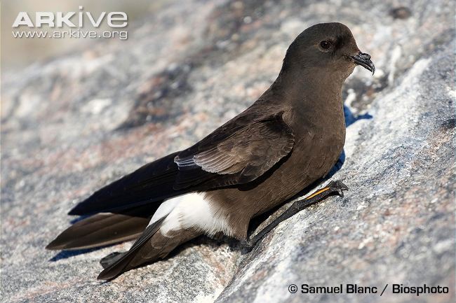 Pretty Wilson’s storm-petrel