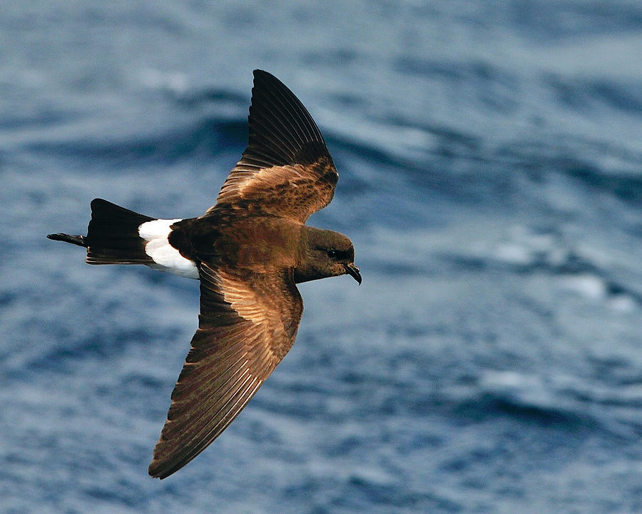 Pretty Wilson’s storm-petrel