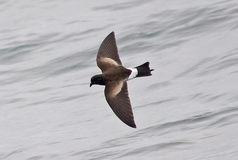 Pretty Wilson’s storm-petrel