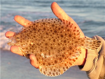 Pretty Windowpane flounder