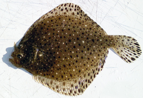 Pretty Windowpane flounder