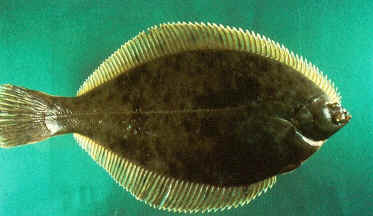 Winter flounder