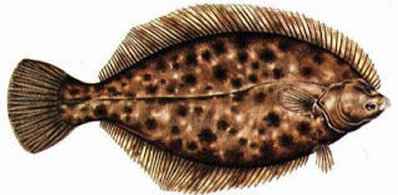 Pretty Winter flounder