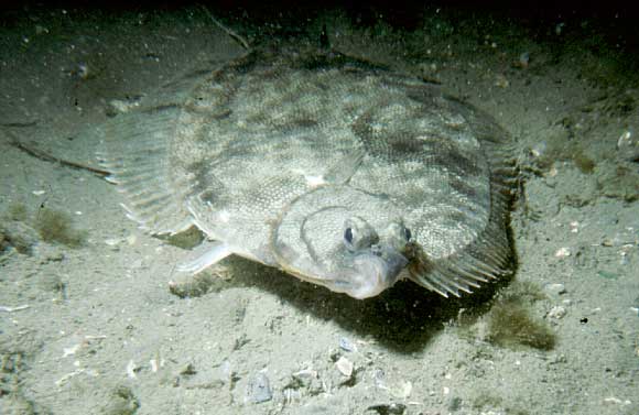Pretty Winter flounder