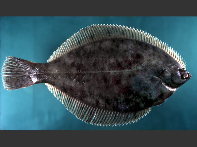 Pretty Winter flounder