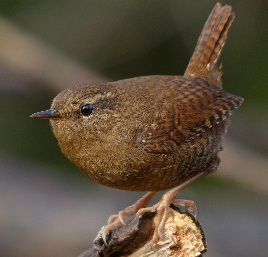 Pretty Winter wren