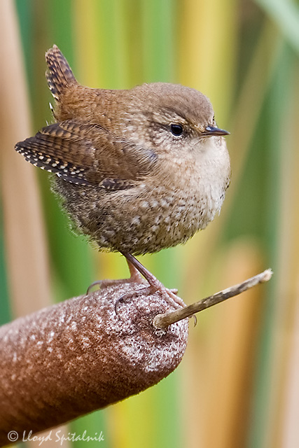 Pretty Winter wren