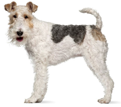 Cute Wire Fox Terrier - Dog Breed