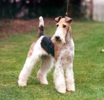 Wire Fox Terrier - Dog Breed wallpaper