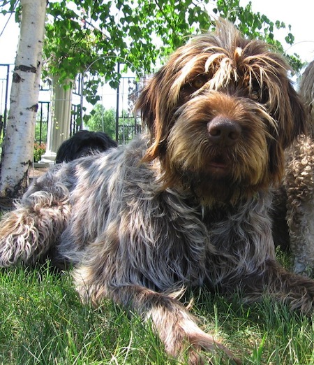 Wirehaired Pointing Griffon - Dog Breed photo 