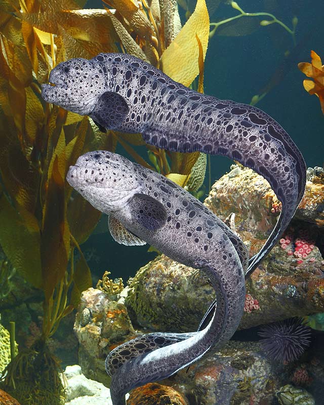 Wolf-eel