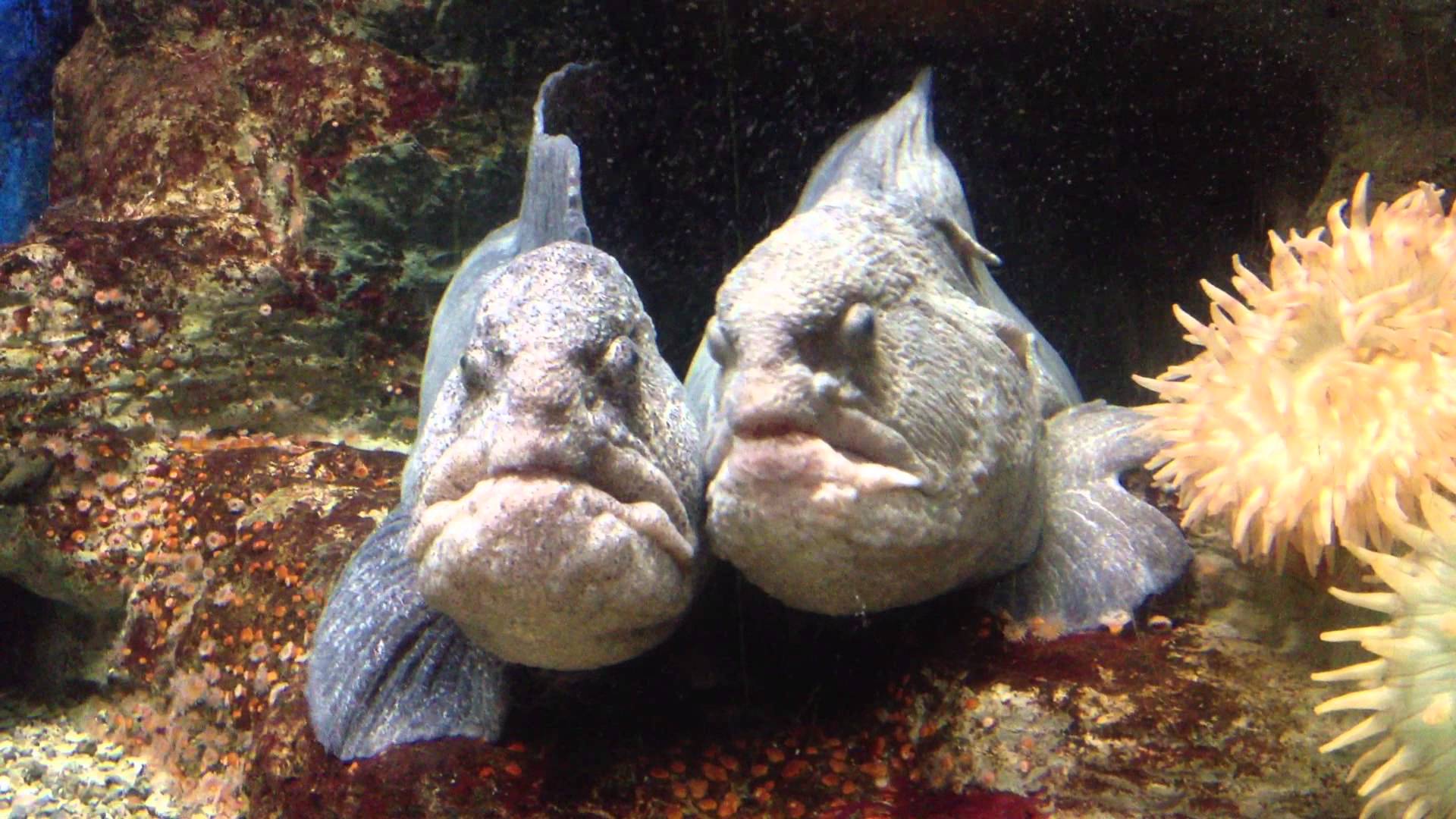 Pretty Wolf-eel