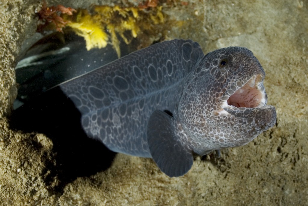 Pretty Wolf-eel