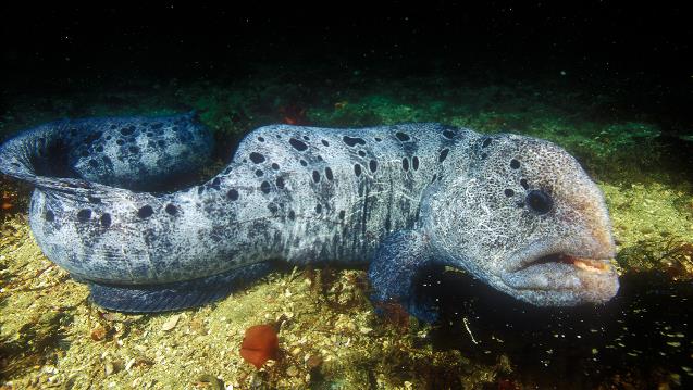 Pretty Wolf-eel