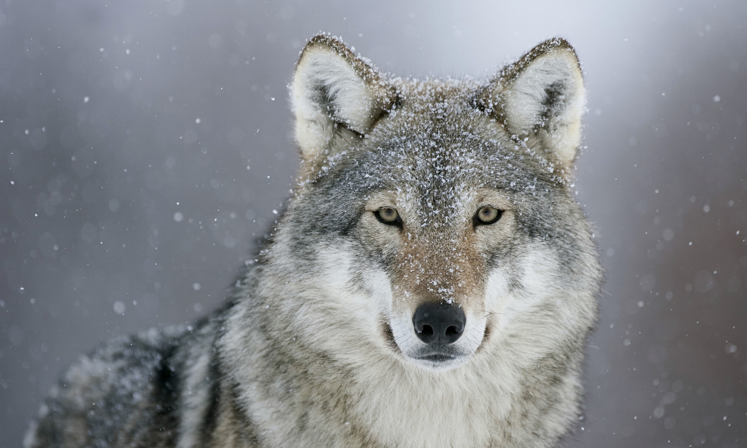 Nice Wolf