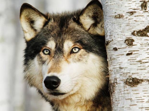 Wolf wallpaper