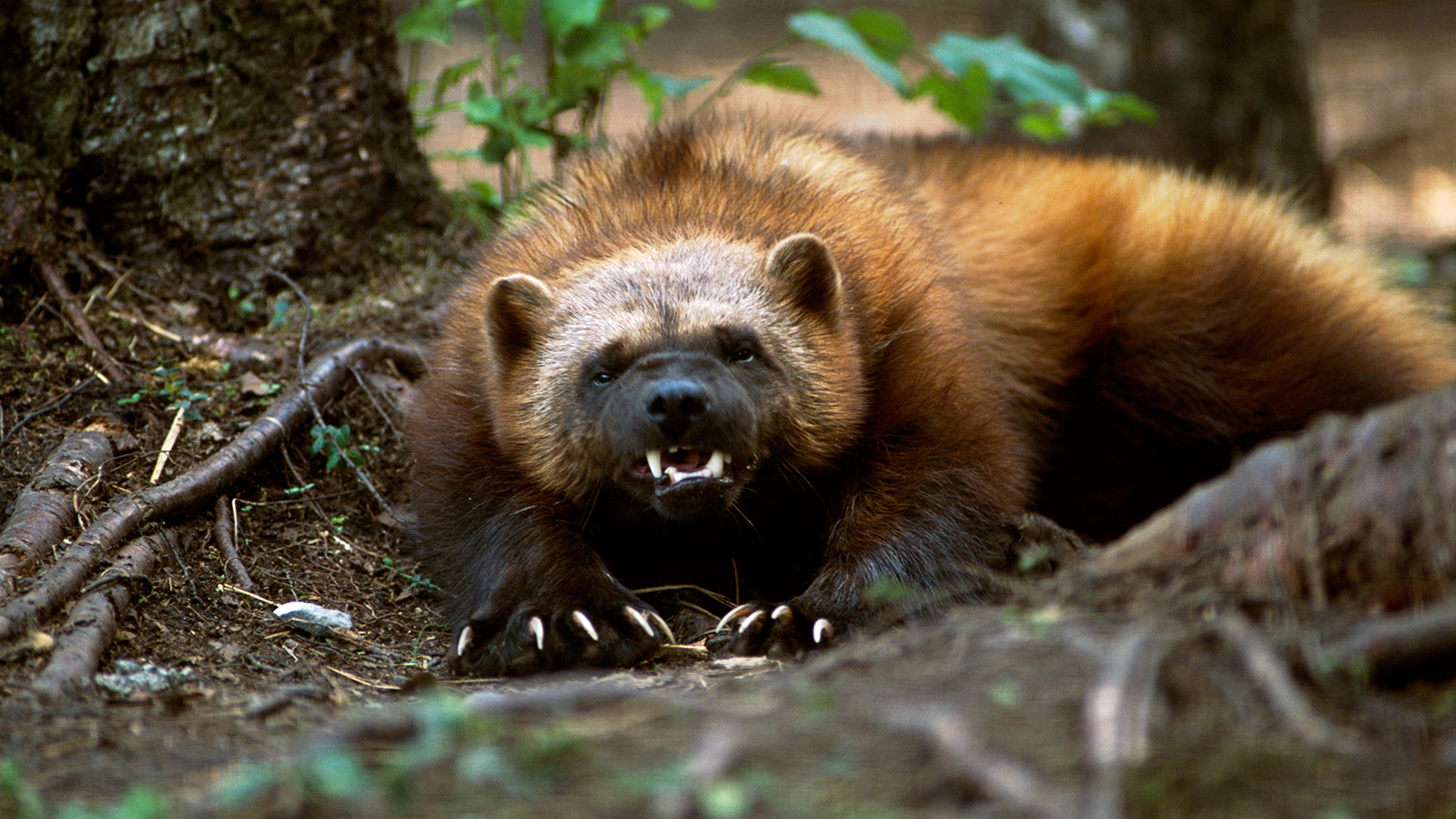 Pretty Wolverine