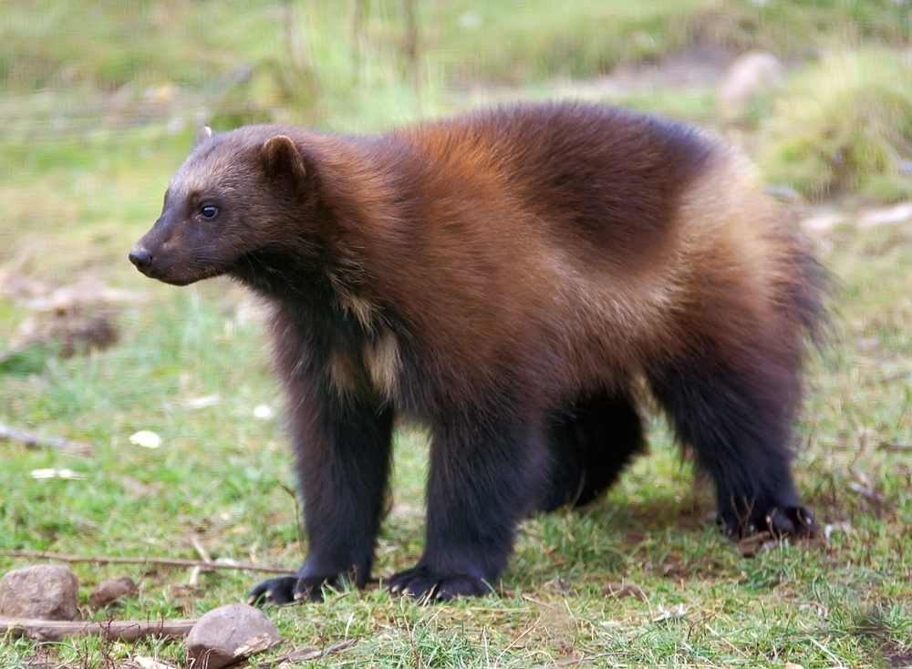 Cute Wolverine