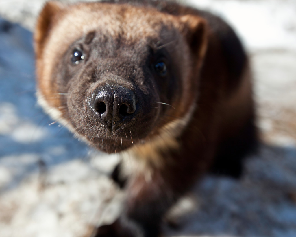 Photo Wolverine