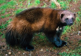 Wolverine photo 