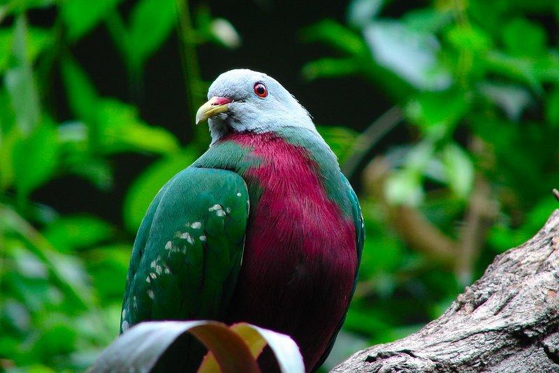 Wompoo fruit dove